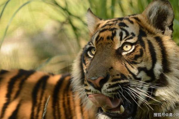 属虎1962：探索金蛇命的神秘与魅力