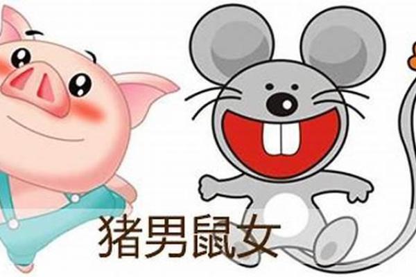 属猪的命理解析及其应用：探寻命运的密码