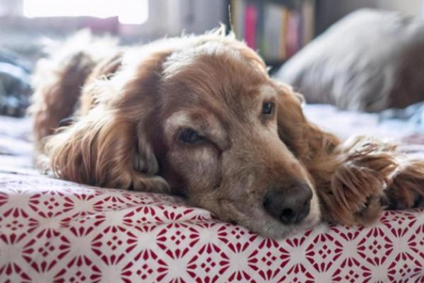 探寻土狗之命:揭示狗狗的命格与性格奥秘 探寻土狗之命:揭示狗狗的命格与性格奥秘