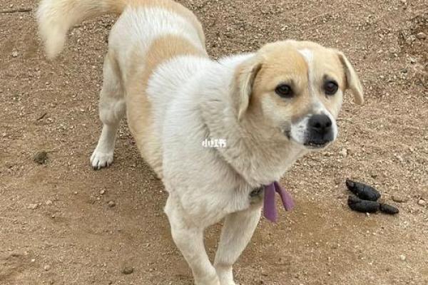 探寻土狗之命:揭示狗狗的命格与性格奥秘 探寻土狗之命:揭示狗狗的命格与性格奥秘