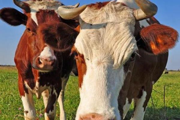 2023年属牛人的命运分析：逆境中的机遇与收获