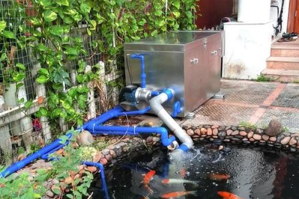 家居环境与风水揭秘适合养鱼的家庭特点 家居环境与风水揭秘适合养鱼的家庭特点