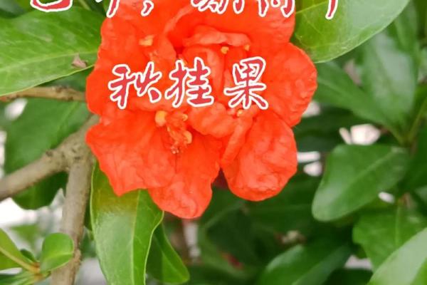 1953年春天的命木：生命与成长的启示