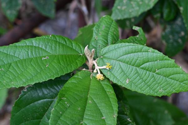 牛年2021:解读不同命理的牛儿运势与生活智慧 牛年2021:解读不同命理的牛儿运势与生活智慧