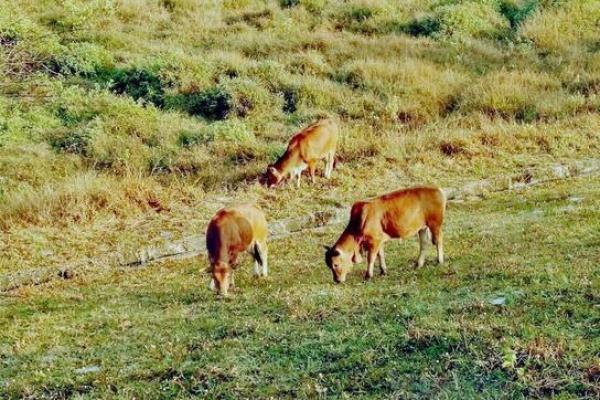 牛年2021:解读不同命理的牛儿运势与生活智慧 牛年2021:解读不同命理的牛儿运势与生活智慧