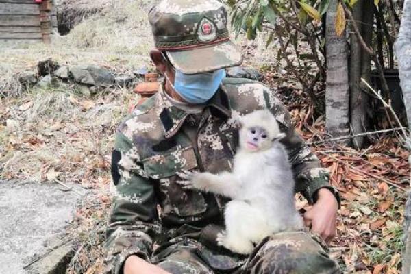 猴年出生者的命运与性格解析:探寻2106年猴宝宝的未来机遇与挑战 猴年出生者的命运与性格解析:探寻2106年猴宝宝的未来机遇与挑战