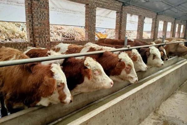 什么命的人最适合养牛？解读养牛的最佳命相与技巧