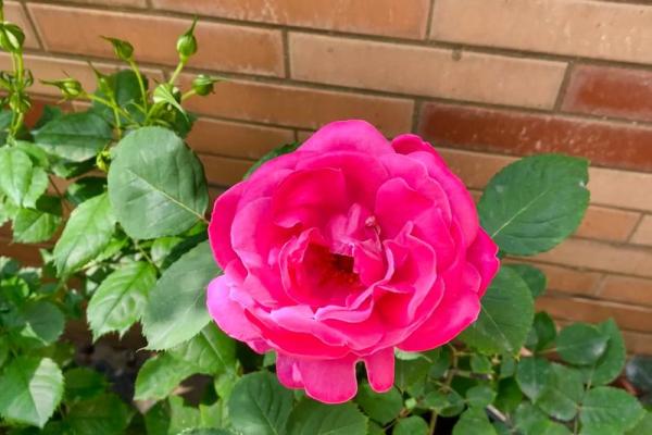 1877年属火命，火焰般精彩的命运之旅