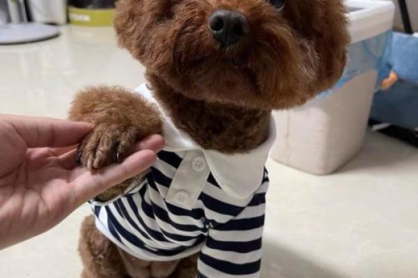 2018年出生的狗狗命理分析：揭示你的爱犬命运和性格特征