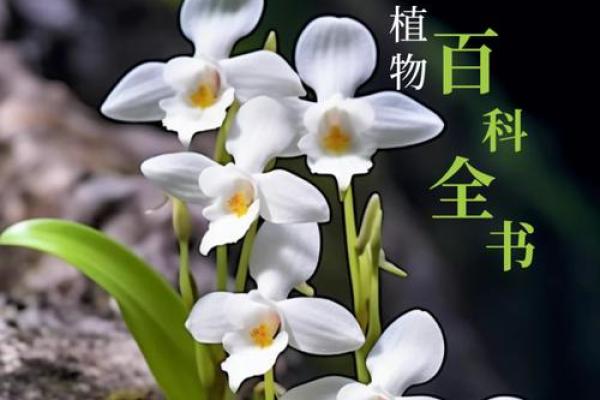 探寻“命”的奥秘：不命不命的深层含义与人生启示