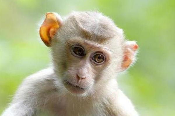 2016年属猴的命运解析:智慧与机遇的交织之路 2016年属猴的命运解析:智慧与机遇的交织之路