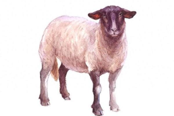 54属羊人的命运解析：了解你的天赋与潜力