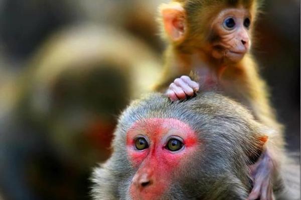 2016年猴年命运解析:猴年的新机遇与挑战 2016年猴年命运解析:猴年的新机遇与挑战