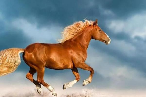 1978年出生的命运解析:解读属马人的人生轨迹与性格特征 1978年出生的命运解析:解读属马人的人生轨迹与性格特征