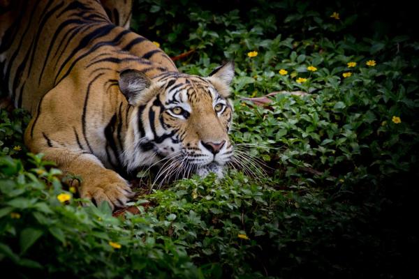 2011年虎年来临,探索属于你的命运之路与性格特征 2011年虎年来临,探索属于你的命运之路与性格特征