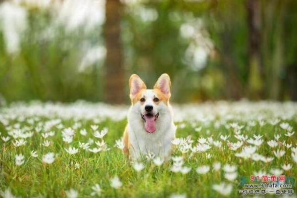 1970年属狗女孩的命运揭秘与人生指南 1970年属狗女孩的命运揭秘与人生指南