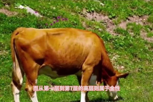 招牌黑底是什么命？探究背后的五行与风水密码！