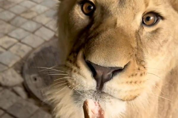 狮骨命与其他命相配解析：揭开命理的神秘面纱