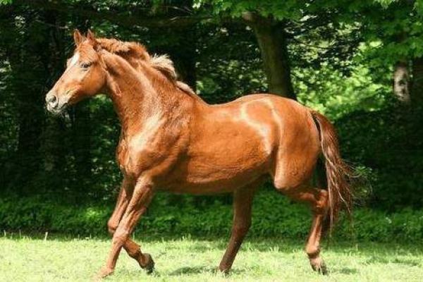 1942年：马年运势如何？解读马命的福祉与挑战