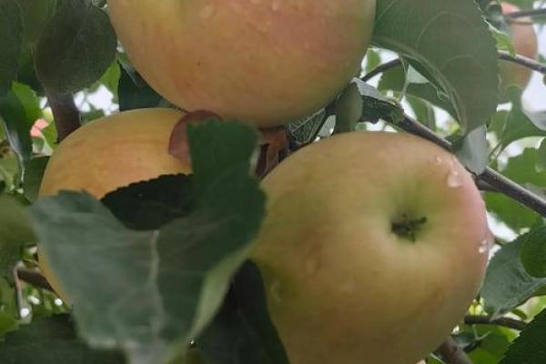 2017年属鸡人的命理解析与生活指引：如何把握命运，迎接美好未来