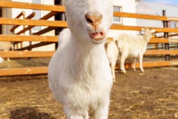 2009年出生的人是怎样的火命？揭开他们的命运与性格！