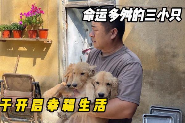 命运多舛:在坎坷中寻找光明的希望之路 命运多舛:在坎坷中寻找光明的希望之路