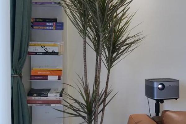 水命与木命：哪些植物最适合你？养植物的秘密！