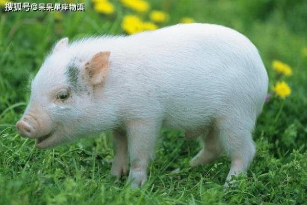 2023年属猪人运势与缺失分析：解析命理，助你迎接新机遇！