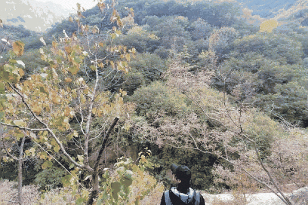 《命运之歌：理解“命也是命”的深层寓意》