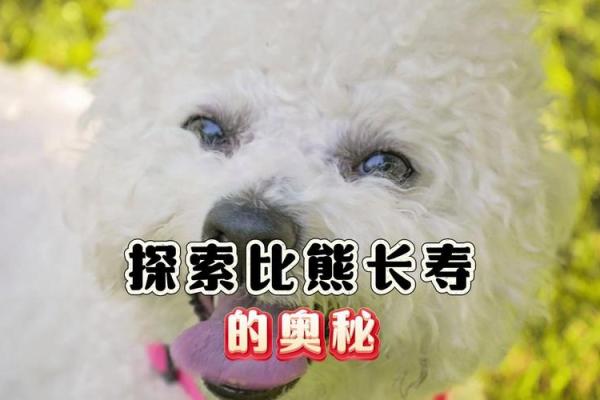 深入了解1982年狗年命运与性格特征的奥秘