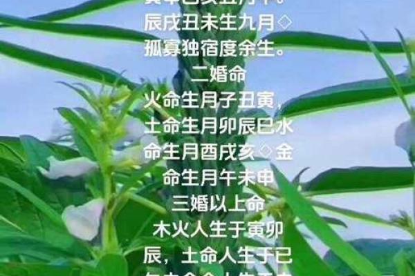 探讨寡妇命：如何理解命运与人生的交织
