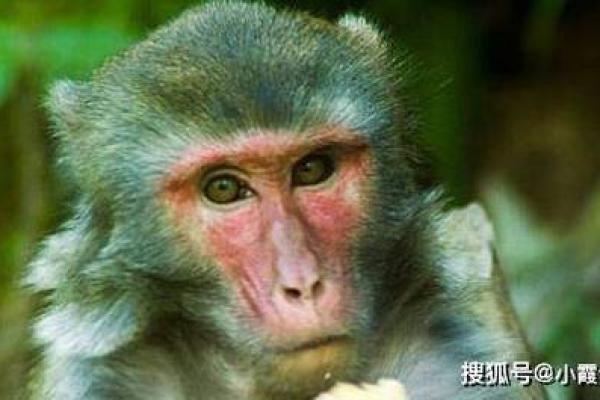 2016年猴年运势揭晓：如何把握机会与应对挑战