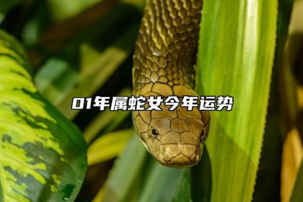 1964年属蛇之人:命运与性格解析,揭秘生活中的成功密码! 1964年属蛇之人:命运与性格解析,揭秘生活中的成功密码!