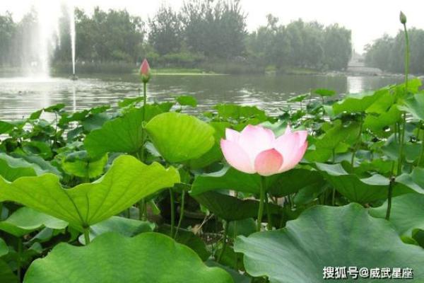 探秘大海水命的贵人之道：福星高照，助你成就辉煌人生