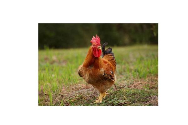 2029年属鸡，八字命理解析与运势展望