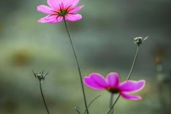 戊土命与最佳姻缘：如何选择合适的伴侣提升桃花运