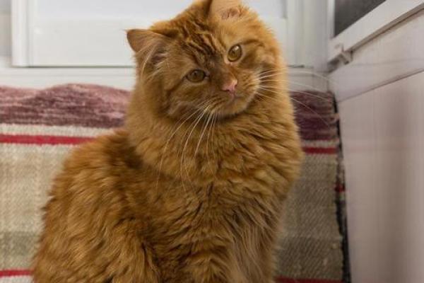 狗属土命，猫的命理解析：揭示猫的命运与个性之谜