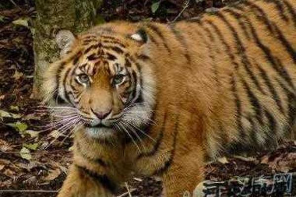 1986年出生的老虎，命运与个性解析