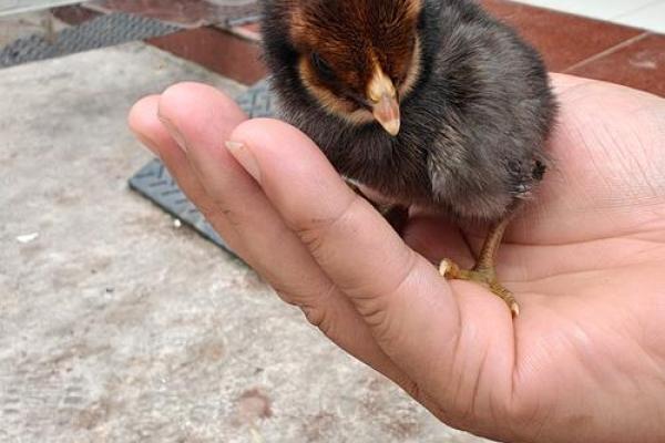 火命与金命之人的宠物选择：适合养什么动物？