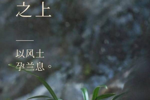 1991路旁土命解读：探索生命的坚韧与温暖之道