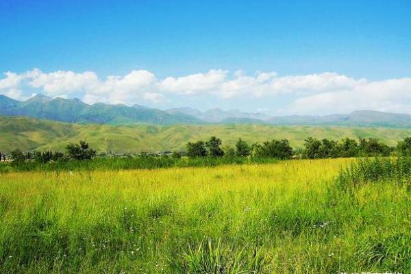 乙木女命与最佳配命的完美结合：探索爱情与命理的微妙关系