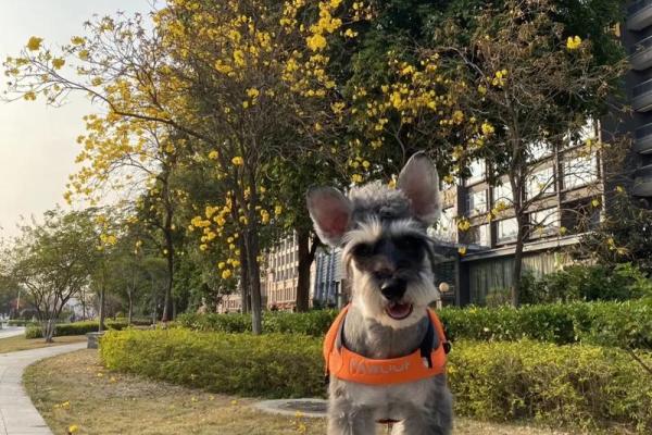 2006年狗年：狗的命运与生活启示