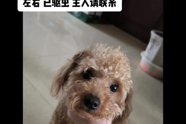 2006年狗年：狗的命运与生活启示