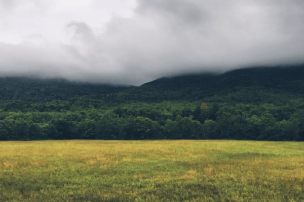 2016属狗人命运分析:开启成功之路的钥匙与机遇 2016属狗人命运分析:开启成功之路的钥匙与机遇