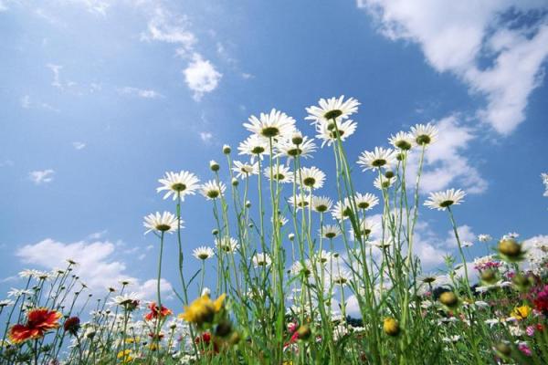 1995年属鼠：智勇双全的旅途与命运解析