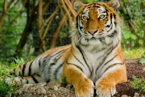 38年属虎人命运揭秘:勇猛不屈的生命之旅 38年属虎人命运揭秘:勇猛不屈的生命之旅