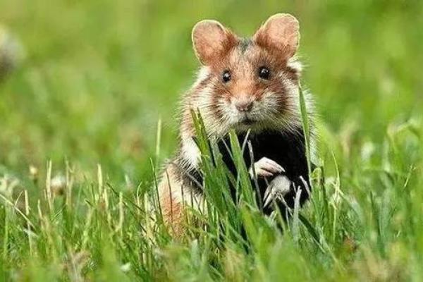 1999年卯兔命：如何利用生肖特质创造美好人生