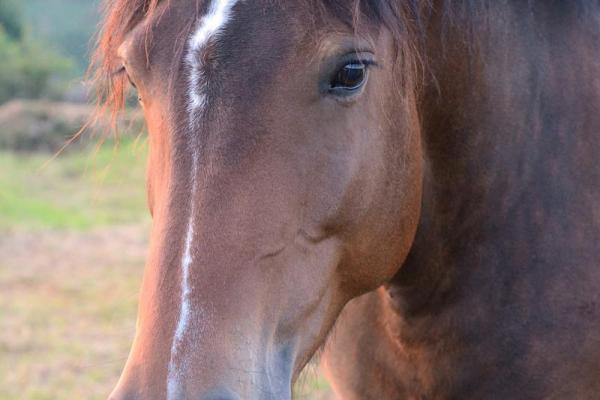 34属什么命？解密34属相的命运与性格特征