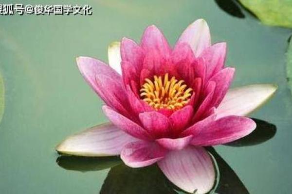 2004622的命运解析：探秘命理背后的深意与智慧