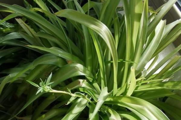 适合木命年的幸运颜色:为你的生活增添生机与活力 适合木命年的幸运颜色:为你的生活增添生机与活力